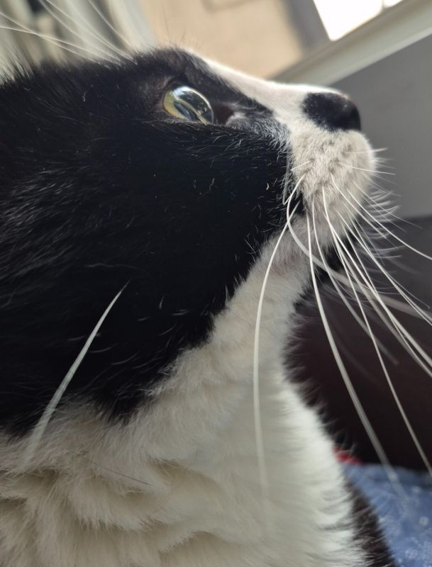 Cat eyes