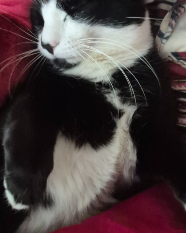 Cute cat