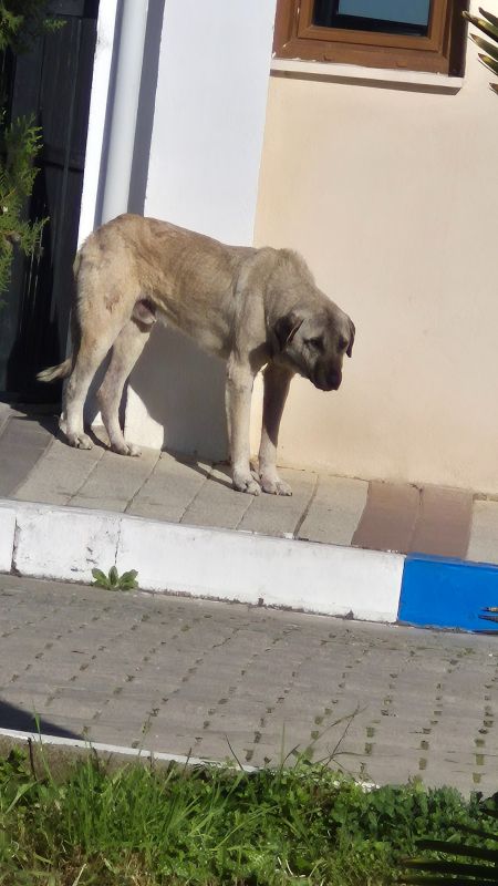 Sad dog