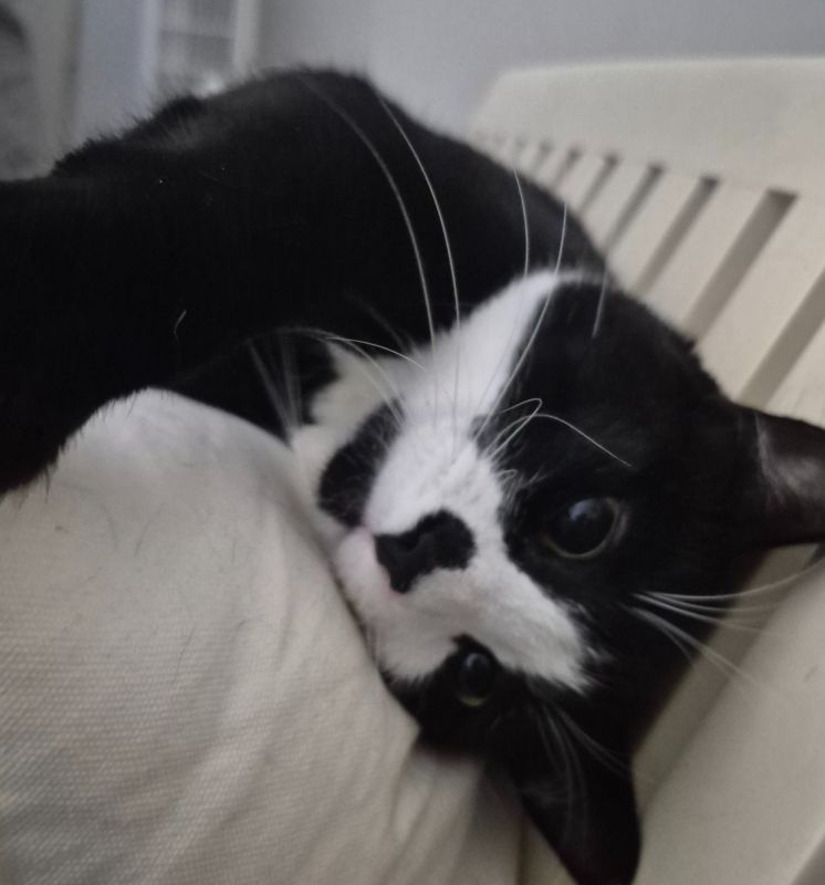 Silly cat
