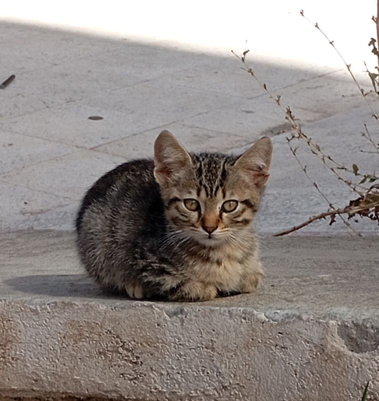 Yavru kedi