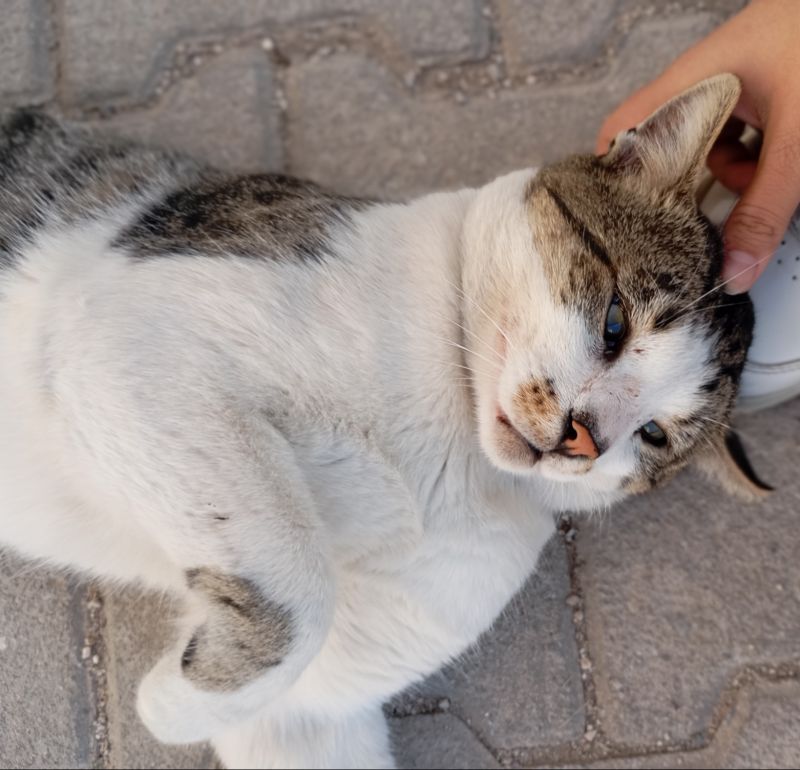 Kedi