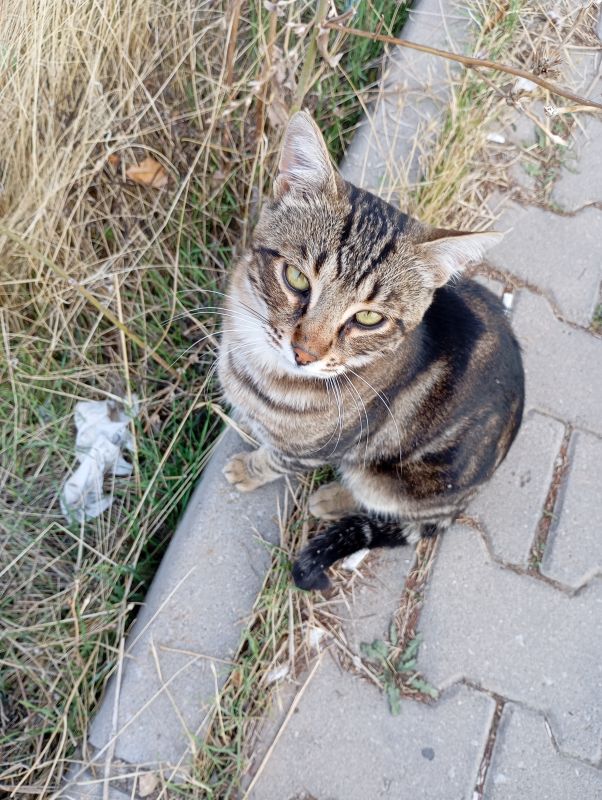Kedi